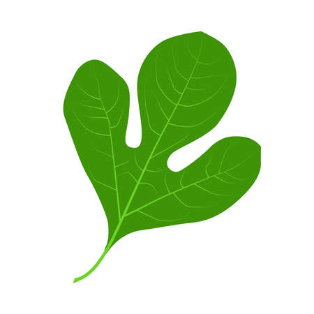 Green leaf of the laurel family Sassafras on a white backgroundのイラスト素材