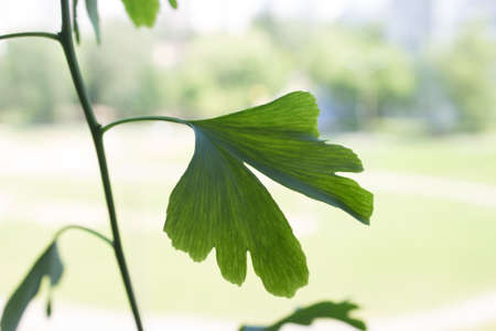 A small Ginkgo biloba tree with a green leaf on the windowsill
