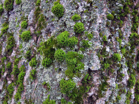 An old tree with a trunk covered with green moss