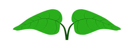 Two fresh green leaves opposite each other isolated for designのイラスト素材