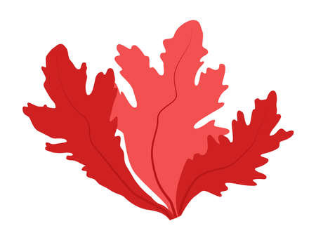 Red algae bush isolated for icon and design.のイラスト素材