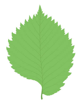 Elm leaf green single silhouette leaf shapeのイラスト素材