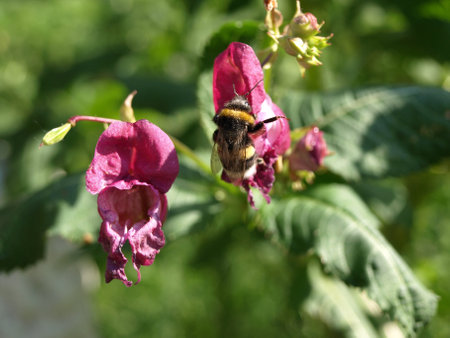 Flowers of Impatiens glandulifera flowers in natural background. Bumblebee in pink flowers