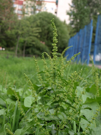 Flowers of the Horse Sorrel plant Perennial herbaceous plant,heavens in the field