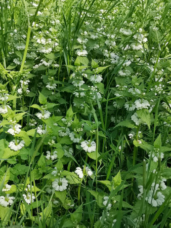 Plant white dead nettle, snakeflower, suck-bottle