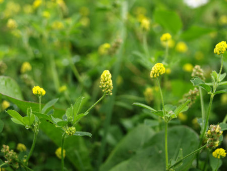 Yellow Trifolium dubium flowers, other names: lesser clover, true shamrock,yellow suckling,wild trefoil, yellow trefoil in the fieldの写真素材