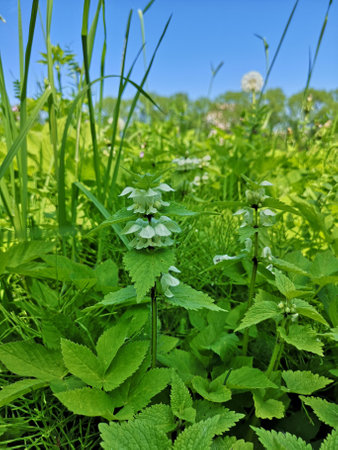Plant white dead nettle, snakeflower, suck-bottleの写真素材