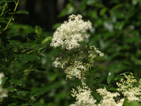 Meadowsweet flowers, also called queen-of-the-meadow and honeysweet, white blooming marsh flowers