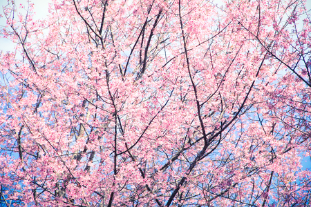 Cherry blossom in Thailandの写真素材