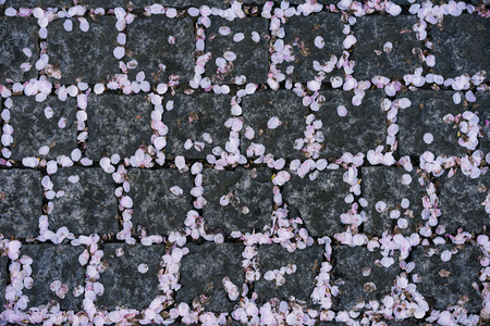 Cherry blossom(Sakura) petal falling onto pattern rock ground.の写真素材