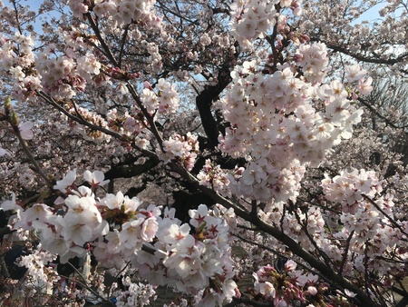 Cherry blossom in Ookayama, Japanの素材