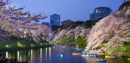 TOKYO,JAPAN- April 2 : Twilight time cherry blossom along the canal with people boating on April 2, 2016 at Chidorigafuchi in Tokyo, Japan.のeditorial素材