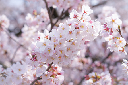 Bunch of Sakura, cherry blossom.の写真素材