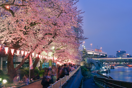 TOKYO,JAPAN- April 3 : Illumination cherry blossom by the Sumida river in Hanami festival on April 3, 2016 at Sumida in Tokyo, Japan.のeditorial素材