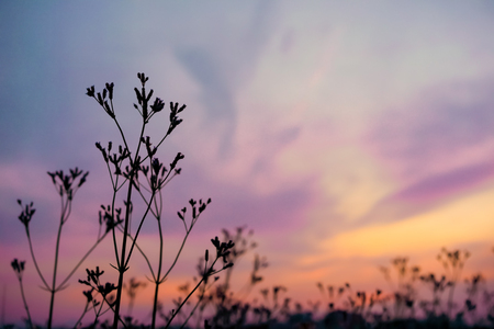 Close up silhouette grass flowers with purple, orange, blue dusky sky and cloud. Dark tone pictureの写真素材