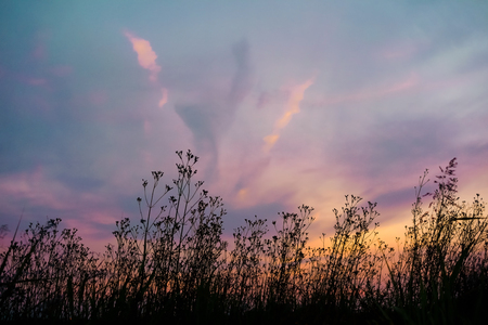 Purple-orange dusky sky with silhouette grass flowers and cloud. Dark tone pictureの写真素材