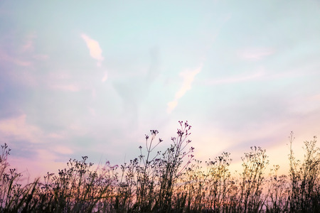 Pink, purple and blue pastel dusky sky with silhouette grass flowers and cloudの写真素材