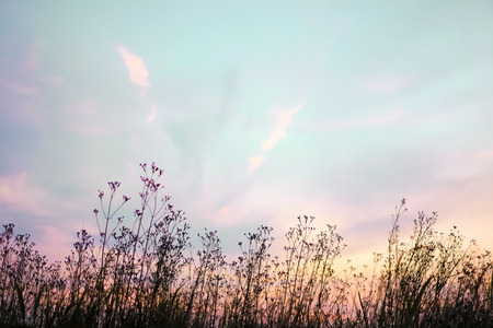 Pink, purple and blue pastel dusky sky with silhouette grass flowers and cloudの写真素材