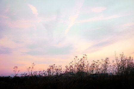 Pink, purple and blue pastel dusky sky with silhouette grass flowers and cloudの写真素材