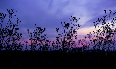 Pink streak on dark purple sky before dusk with silhouette grass flowers from low angle. Dark blue tone picture.の写真素材