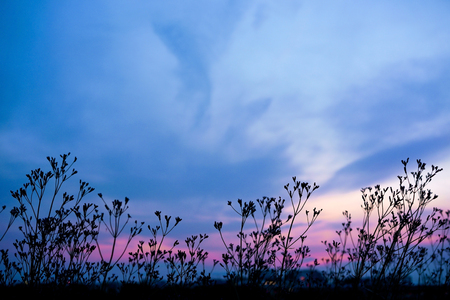 A faint glimpse of pink on dark blue sky before dusk with silhouette grass flowers and cloud. Dark blue tone pictureの写真素材