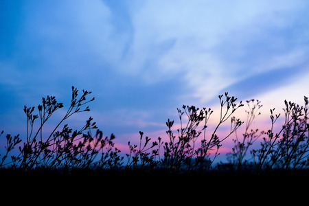 A faint glimpse of pink on dark blue sky before dusk with silhouette grass flowers. Dark blue tone pictureの写真素材