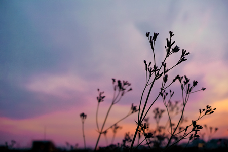 Close up silhouette grass flowers with purple, orange, blue dusky sky and cloud. Dark tone pictureの写真素材