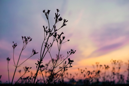 Close up silhouette grass flowers with purple, orange, blue dusky sky and cloud. Dark tone pictureの写真素材