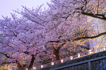 TOKYO,JAPAN- April 3 : Illumination cherry blossom by the Sumida river in Hanami festival on April 3, 2016 at Sumida in Tokyo, Japan.の写真素材