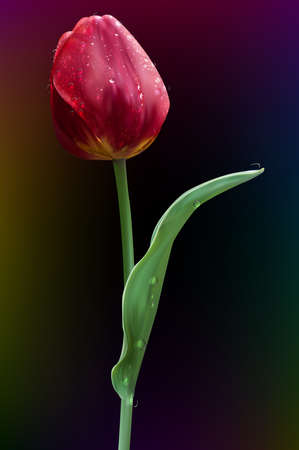 spring flower, red tulip with water drops on the petals and leaves, close-up,  formatのイラスト素材