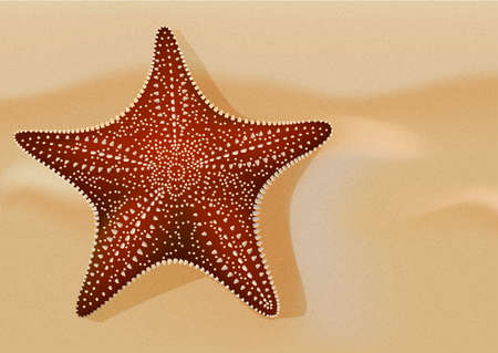 starfish on the sand, the color of red, spikedのイラスト素材