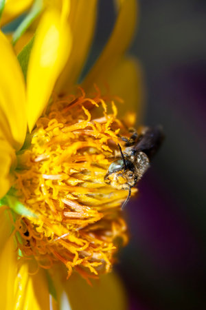 bee collects nectar on a bright yellow flower, dark background, close-upの写真素材