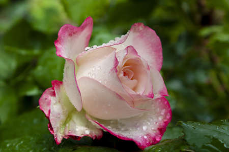 light beige rose with a bright red-pink border of petals close-up with water drops on a background of green foliageの写真素材