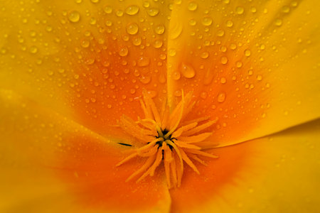Bright yellow-orange flower Eschscholzia (Californian poppy) in frequent drops of rainwater on the petals close-up. Photo for  backgroundの写真素材