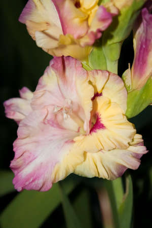 multicolor gladiolus flower (yellow, pink, dark red colors) close-up on a dark backgroundの写真素材