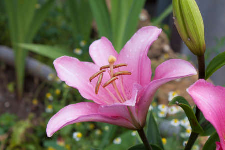 Flower of a bright pink lily on a flower bed in a garden close-upの写真素材