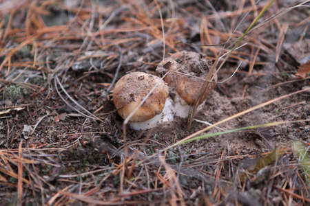 a couple of young porcini mushrooms grow nearby in a pine forestの写真素材