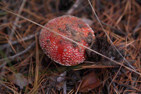 red mushroom fly agaric grows in pine forestの写真素材
