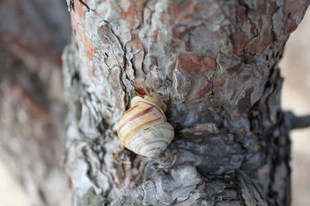 Snail with a striped shell crawling along the trunk of a forest pineの写真素材