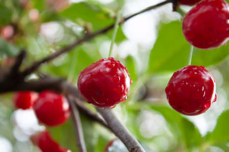ripe cherry fruits with raindrops on a background of branches and green foliage of a cherry treeの写真素材