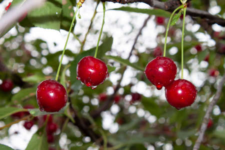 ripe cherry fruits with raindrops on a background of branches and green foliage of a cherry treeの写真素材