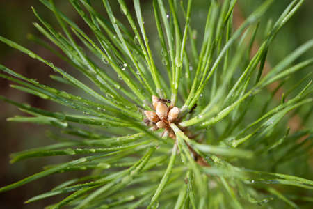 Green branch of pine close-up in drops of morning dew, with small cones, which are crawling ants