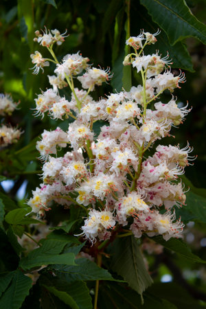 spring blooming brush tree chestnutの写真素材