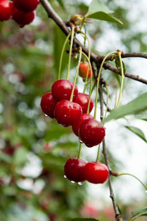 ripe cherry fruits with raindrops on a background of branches and green foliage of a cherry treeの写真素材
