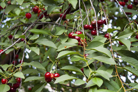 ripe cherry fruits with raindrops on a background of branches and green foliage of a cherry treeの写真素材