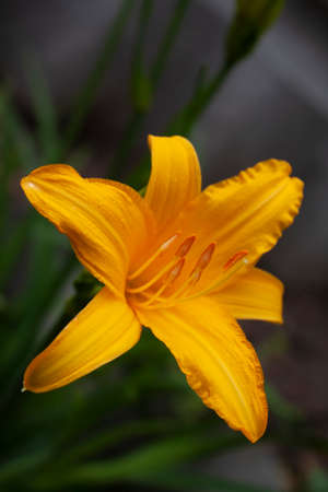 Spring yellow daylily flower close up on a dark backgroundの写真素材