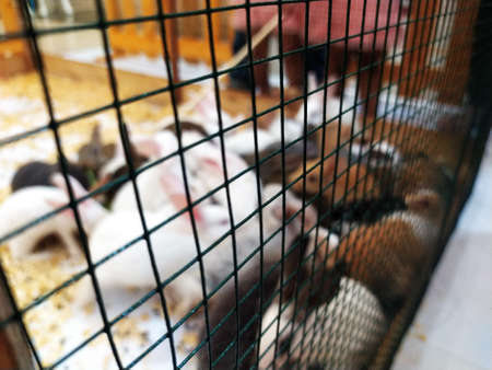 Blurred photo of a rabbits in a cage with selective focus on the cage.のeditorial素材