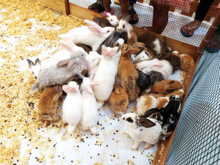 Herd of rabbits on the open cageのeditorial素材