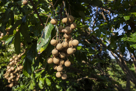 A string of longan hanging in a tree