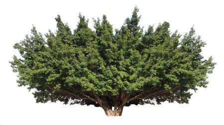 Banyan tree isolated on white background